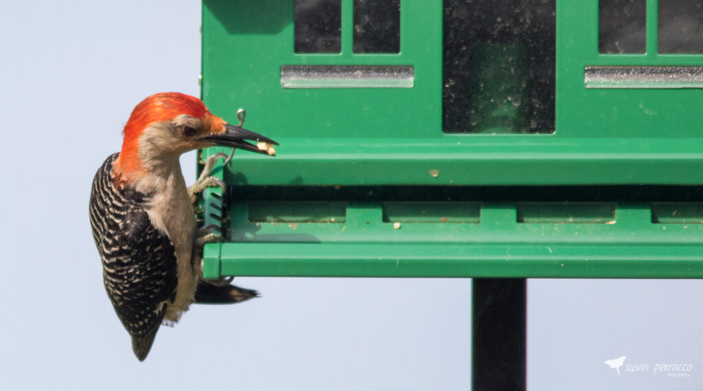 Red-bellied woodpecker on squirrel-proof feeder