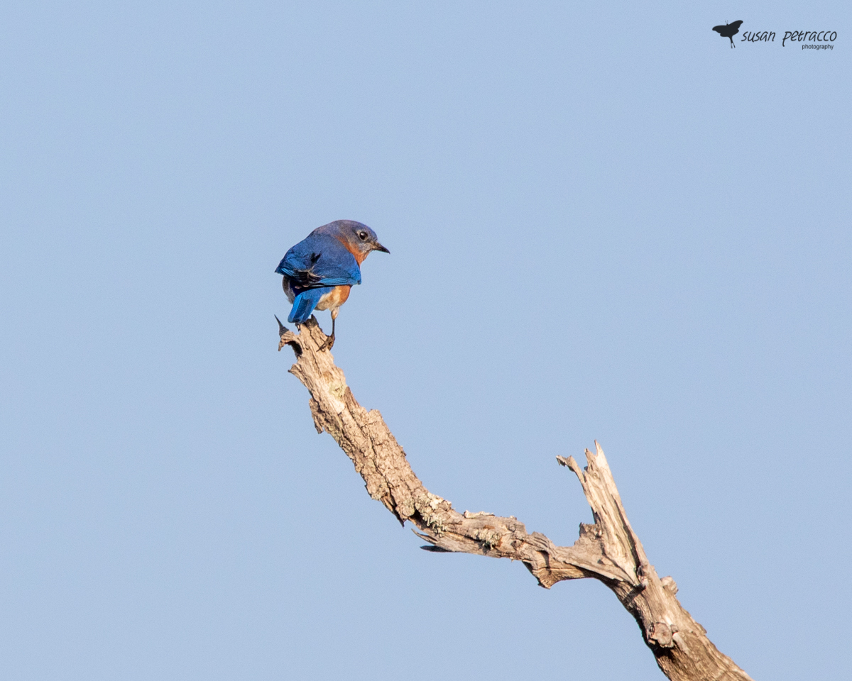 Bluebirds and Blue Birds are not Blue!