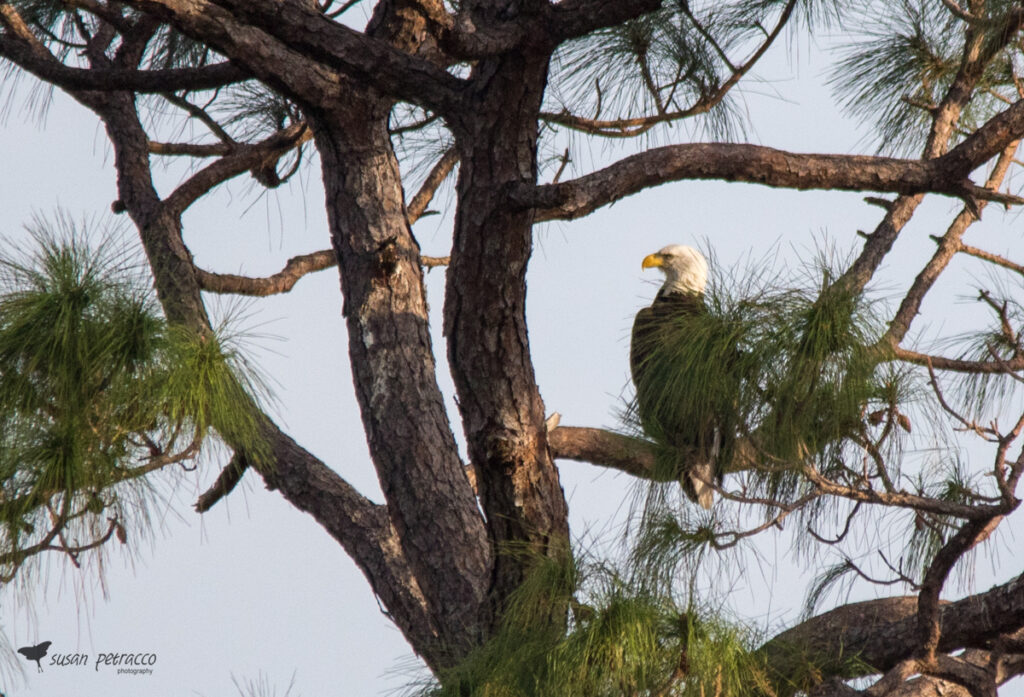 Bald Eagle, Viera, Florida. Photo by author, Susan Petracco