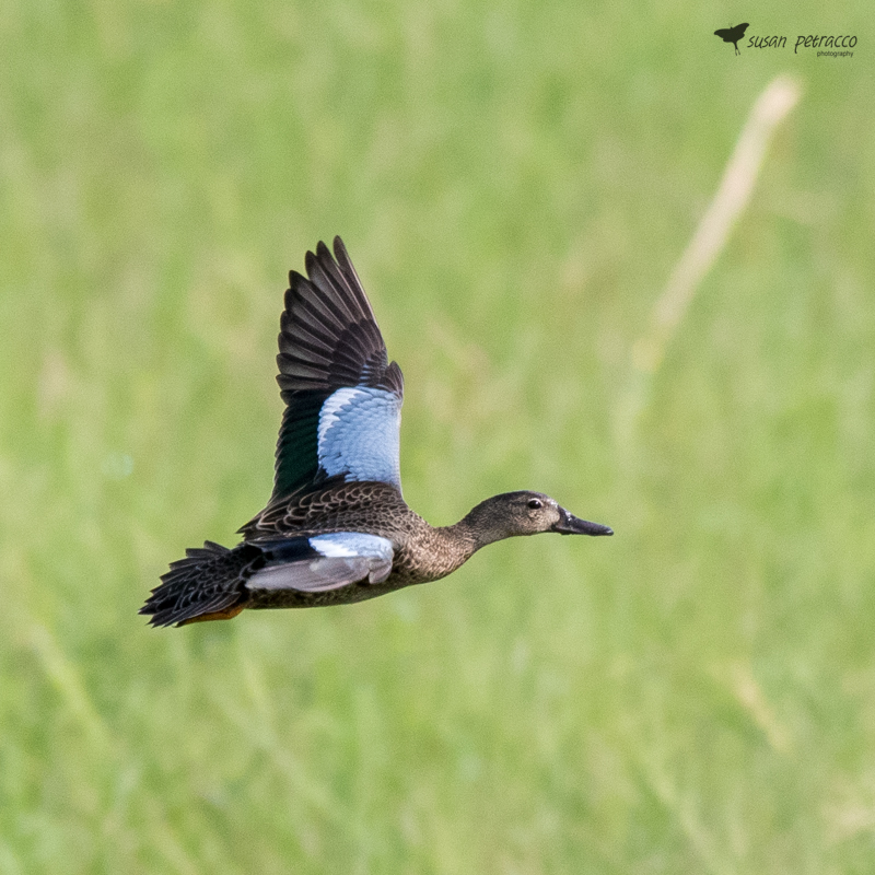 Blue-winged Teal, Viera, Florida, photo by author, Susan Petracco