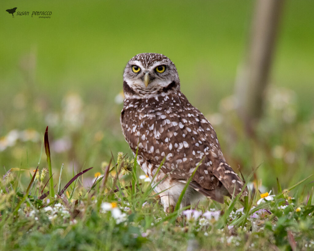 Burrowing Owl, Florida, photo by author, Susan Petracco