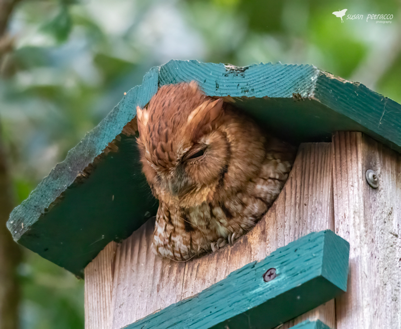 Eastern Screech-Owl, red morph, Rockledge, Florida. Photo by author, Susan Petracco