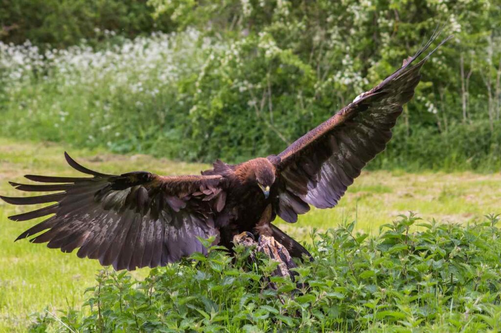Golden Eagle stock photo by ian600f from Getty Images