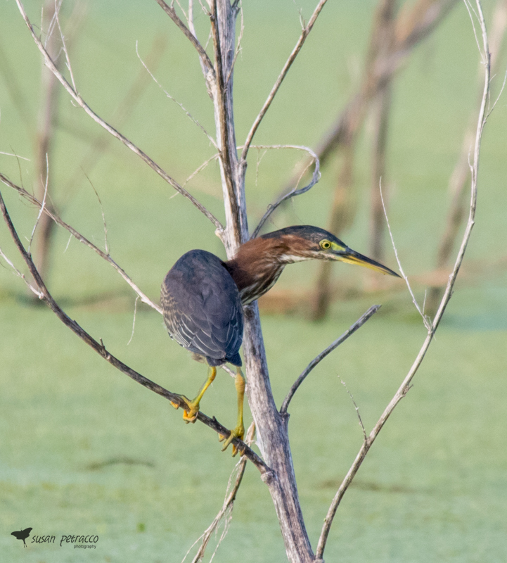 Green Heron, Viera, Florida, photo by author, Susan Petracco