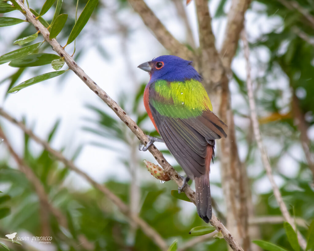 Male Painted Bunting, Rockledge, Florida, photo by author, Susan Petracco