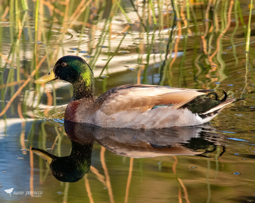 Mallard, Viera, Florida, photo by Author, Susan Petracco