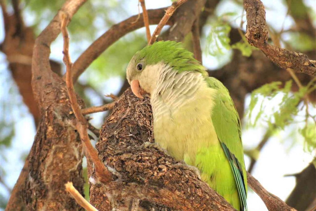 Monk parakeet, stock photo by Natalia SO from Getty Images