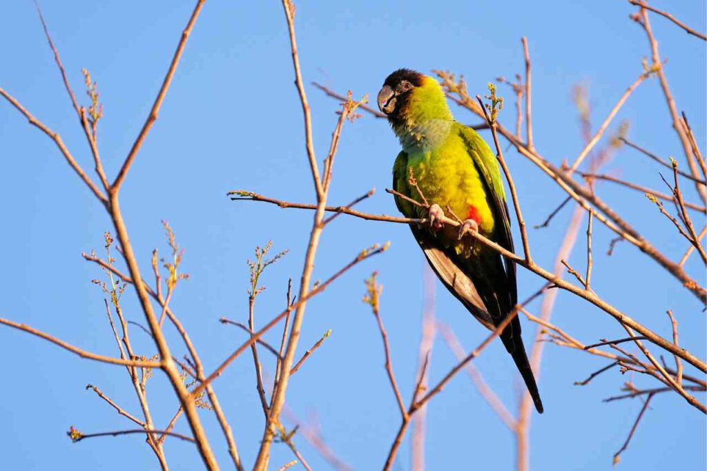 Nanday Parakeet, stock photo by reisegraf from Getty Images