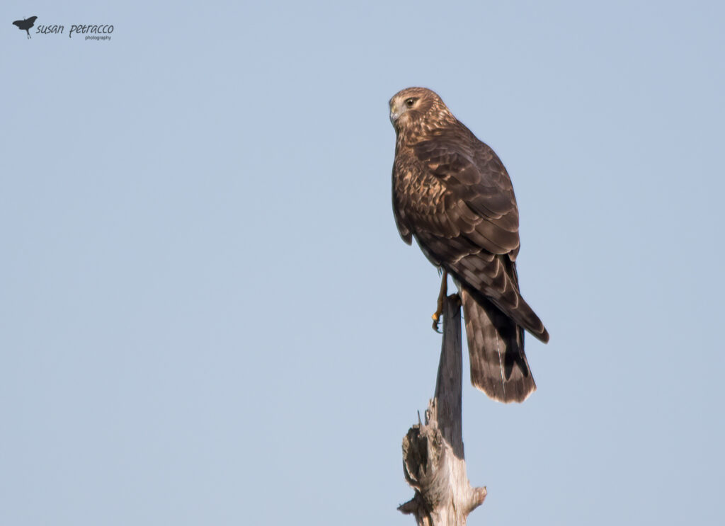 Northern Harrier, Viera Wetlands, Viera, Florida. Photo by author, Susan Petracco