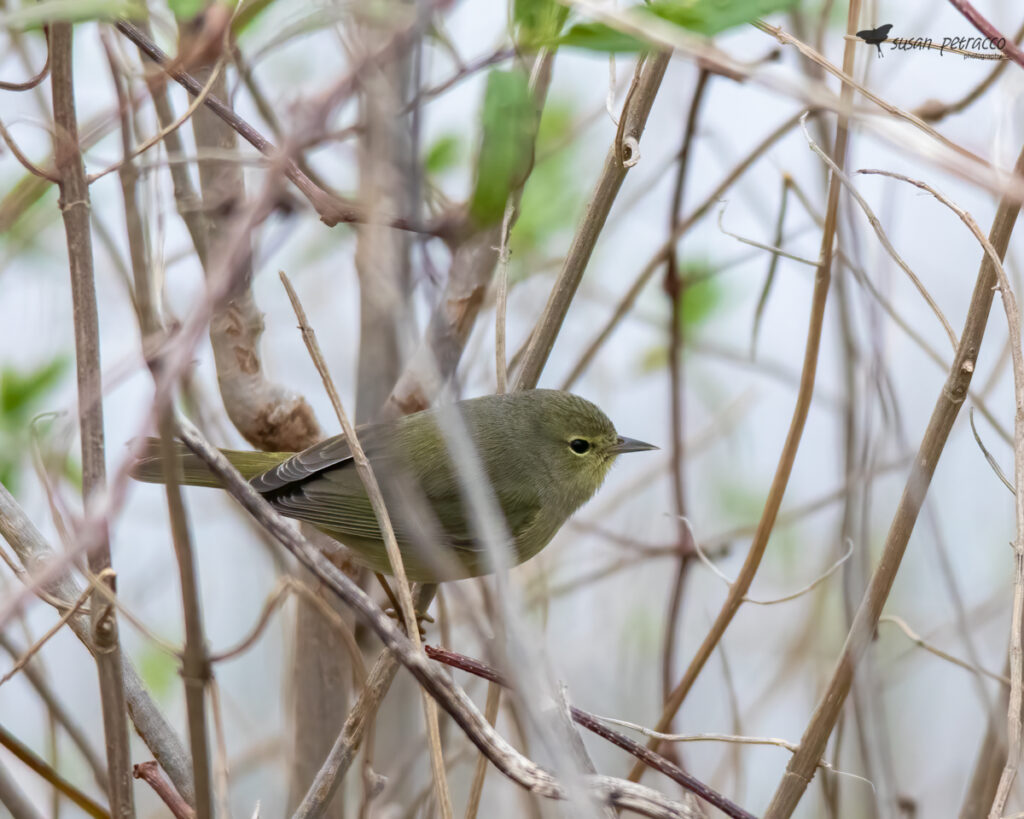 Orange-crowned warbler, St. Mark's NWR, Florida, photo by Susan Petracco