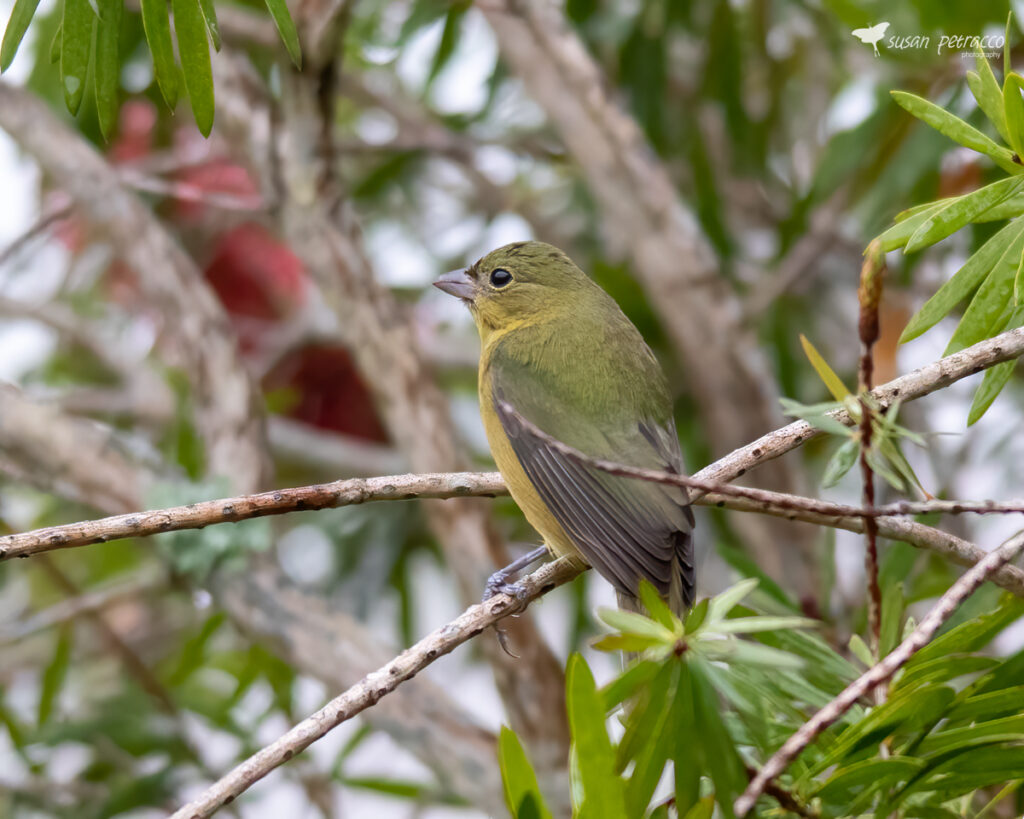 Female Painted Bunting, Rockledge, Florida, photo by author, Susan Petracco