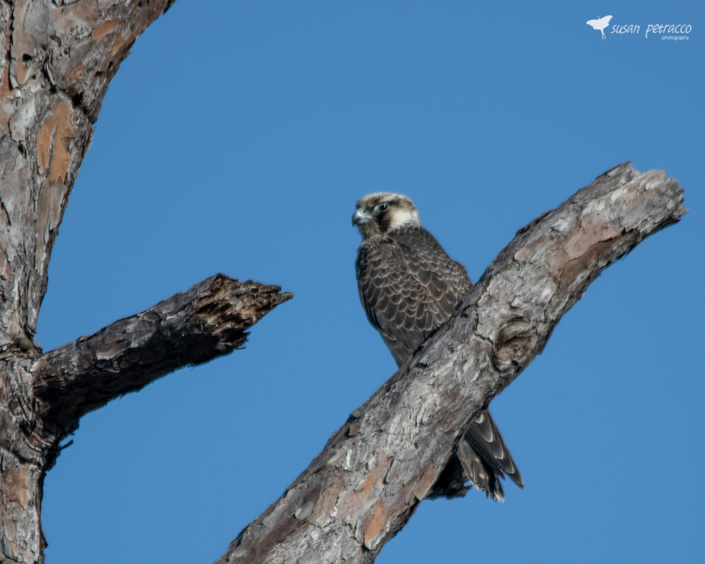 Peregrine Falcon, Rockledge, Florida, photo by author, Susan Petracco