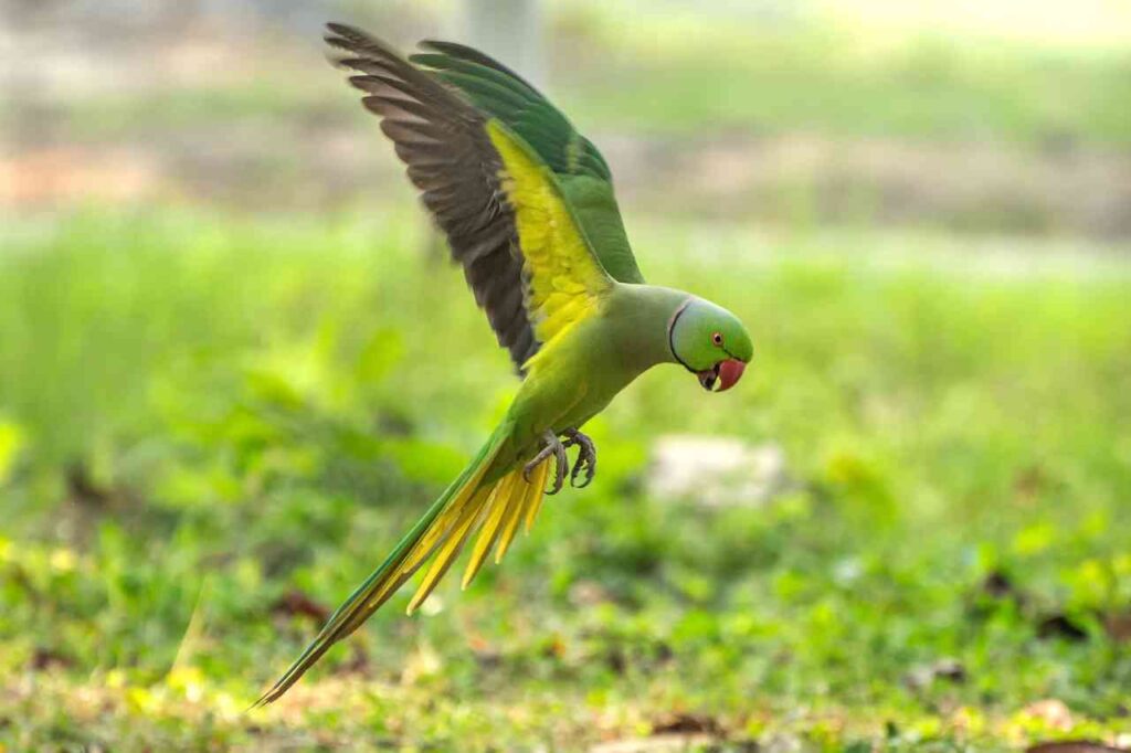 Rose-ringed parakeet, stock photo by Shubhro from Getty Images