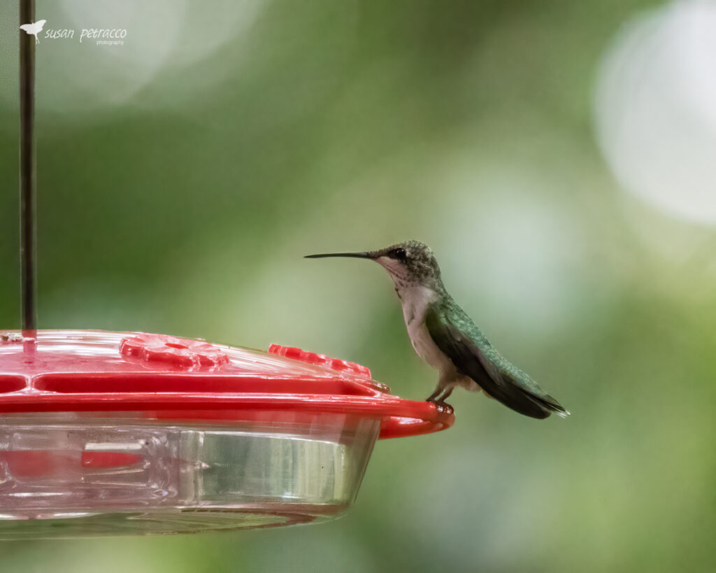 Ruby-throated Hummingbird, Easley, SC, photo by Susan Petracco