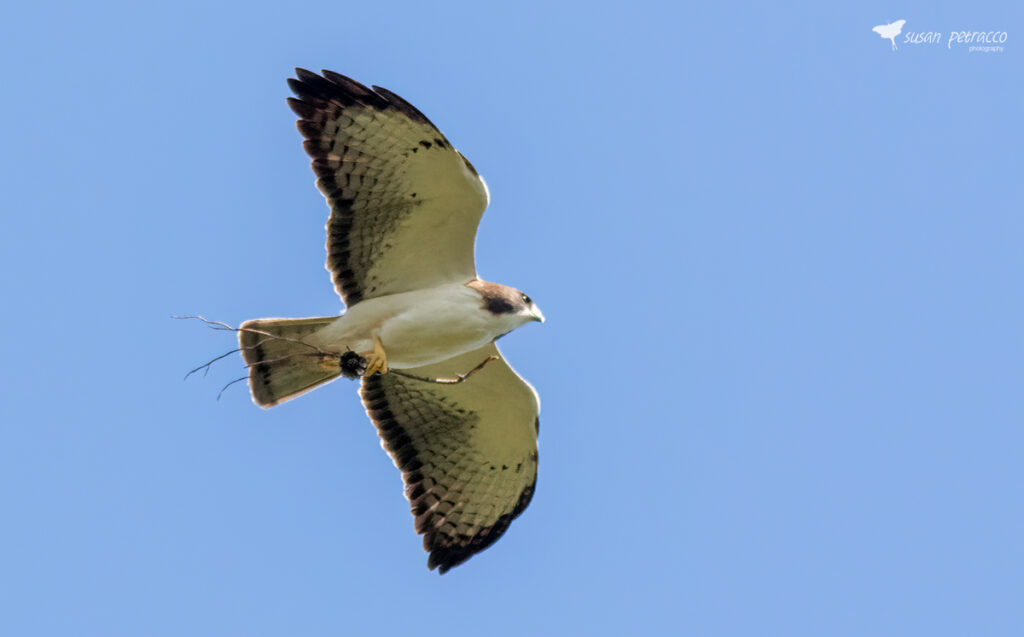 Short-tailed hawk, Palm Bay, Florida. Photo by author, Susan Petracco