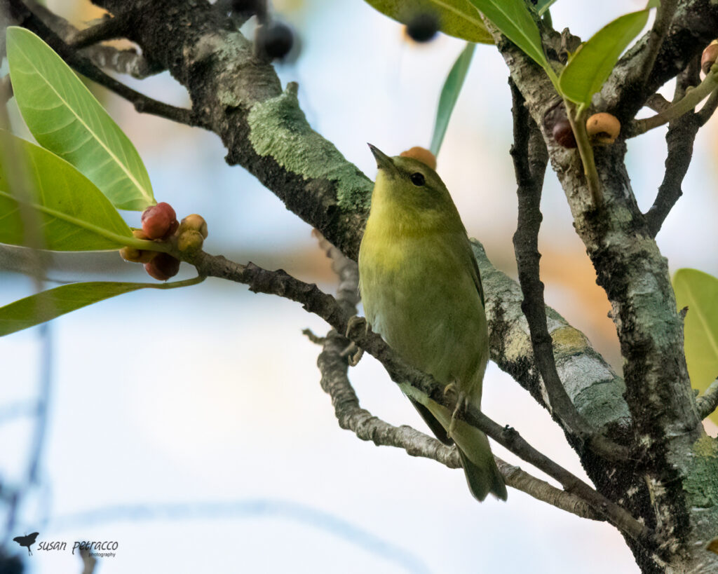 Tennessee Warbler, Indialantic, Florida, photo by author, Susan Petracco