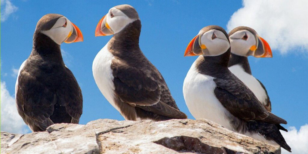 Puffins are #1 on my birding bucket list