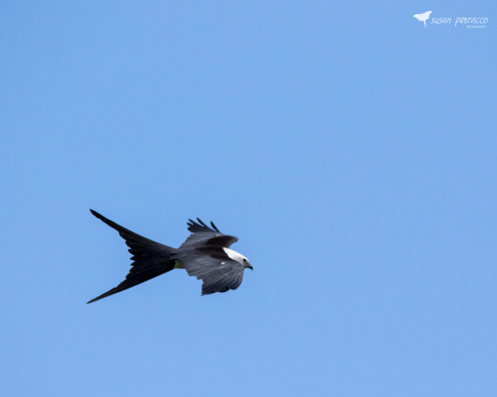 Swallow-tailed kite in flight over Wildwood, Florida