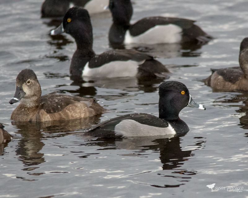 Ring-necked Ducks during the winter at the Viera Wetlands