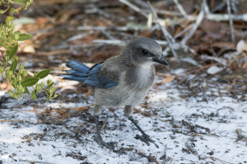 A young scrub-jay, photo also shows the sandy soil common to the scrub habitat