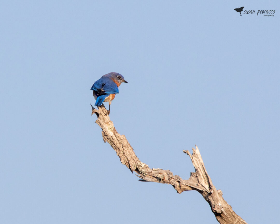 Eastern bluebird, Flagler County, Florida