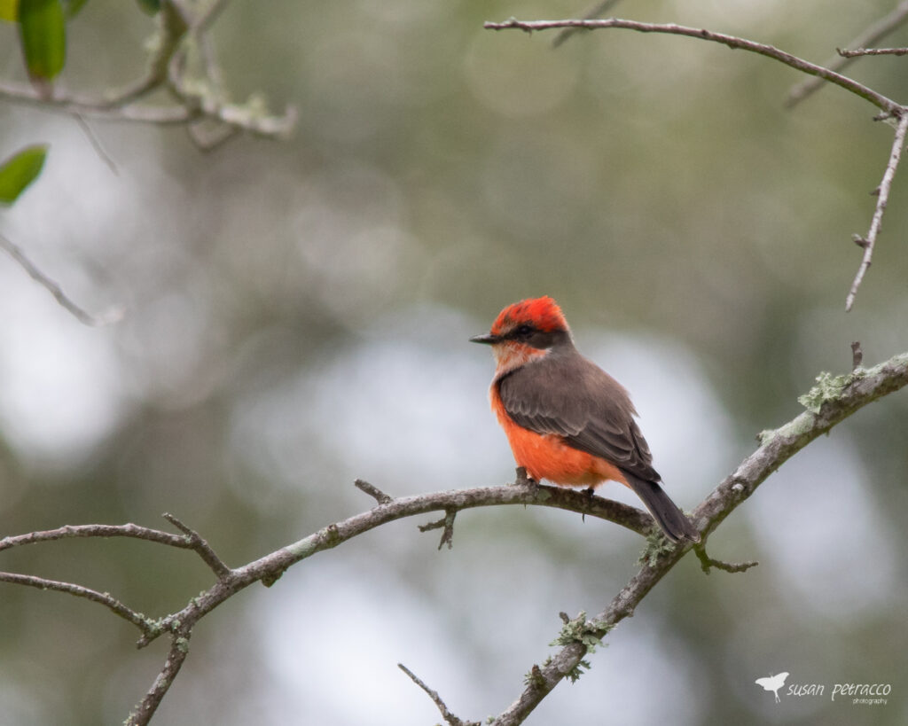 A vermillion flycatcher is red, but it's not a cardinal.