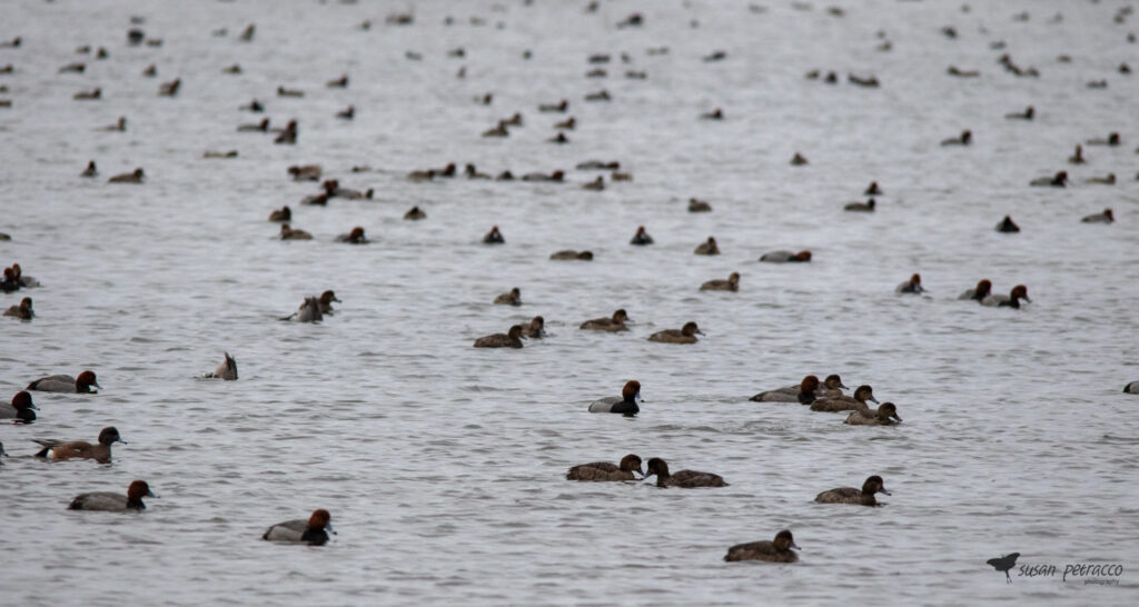 ducks at St. Mark's National Wildlife Refuge